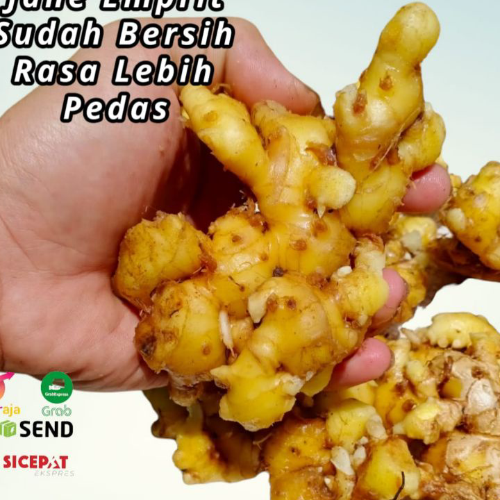 

Ready Jahe Emprit 1 Kg Rasa Lebih Pedas Sudah Bersih Tidak Berat Dengan Tanah Grosir
