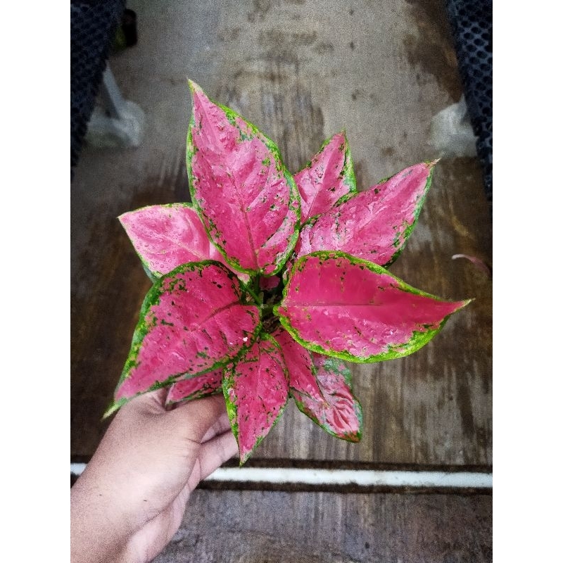 tanaman hias aglonema black maroon - aglaonema black maroon