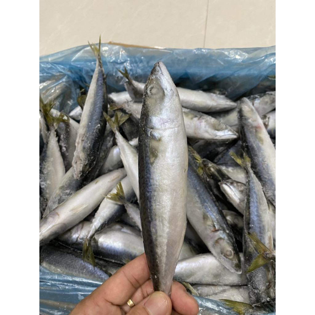 

Ikan salem iqf premium / ikan mackarel / saba fish kemasan 1 kg
