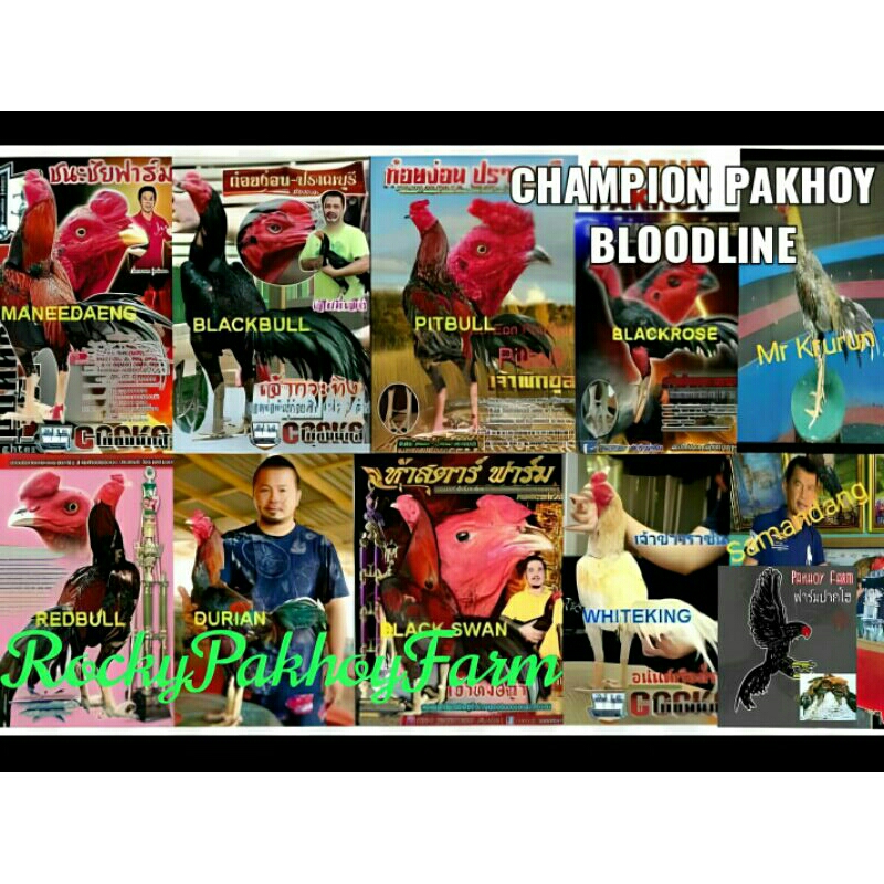 Limit edition, JUAL KUALITAS..  Anakan impor F1&F2 Line Pakhoy Manedaen9, Blackbull, Durian, Krurun,