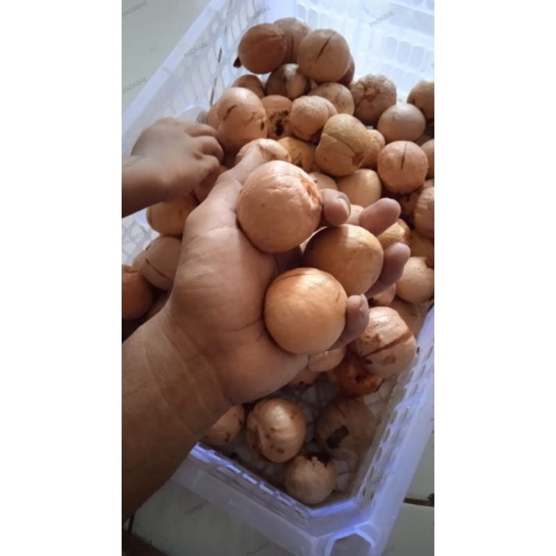 

promo biji alpukat siap semai bibit alpuat siap tanam isi 50+ benih