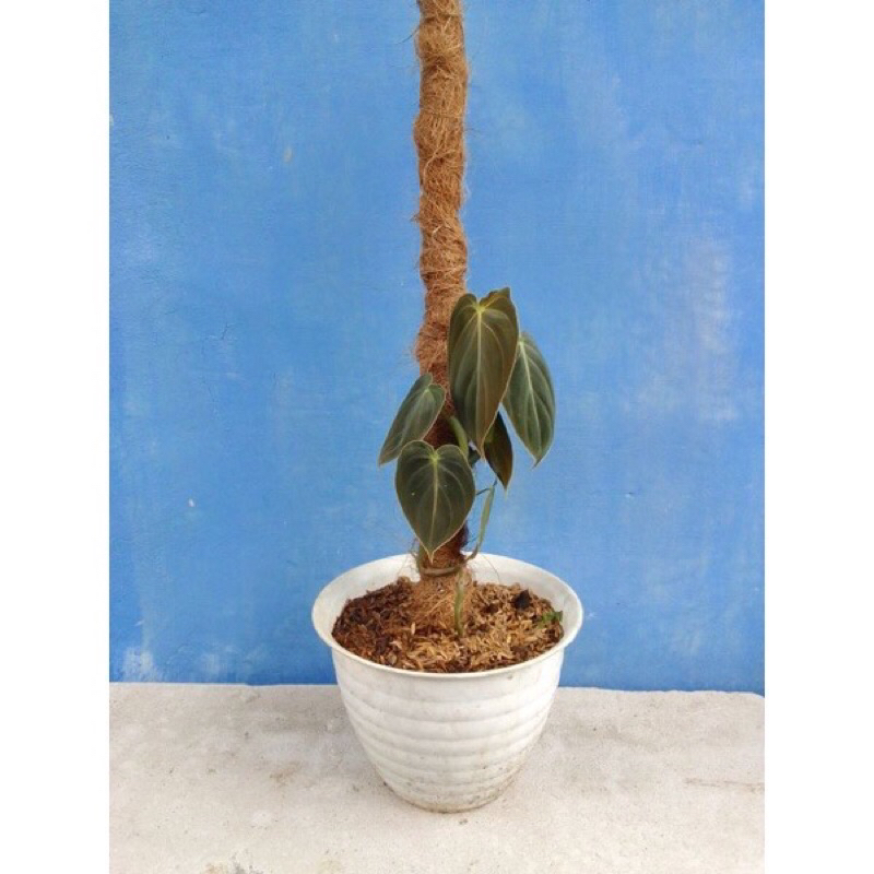 Philodendron Melanochrysum