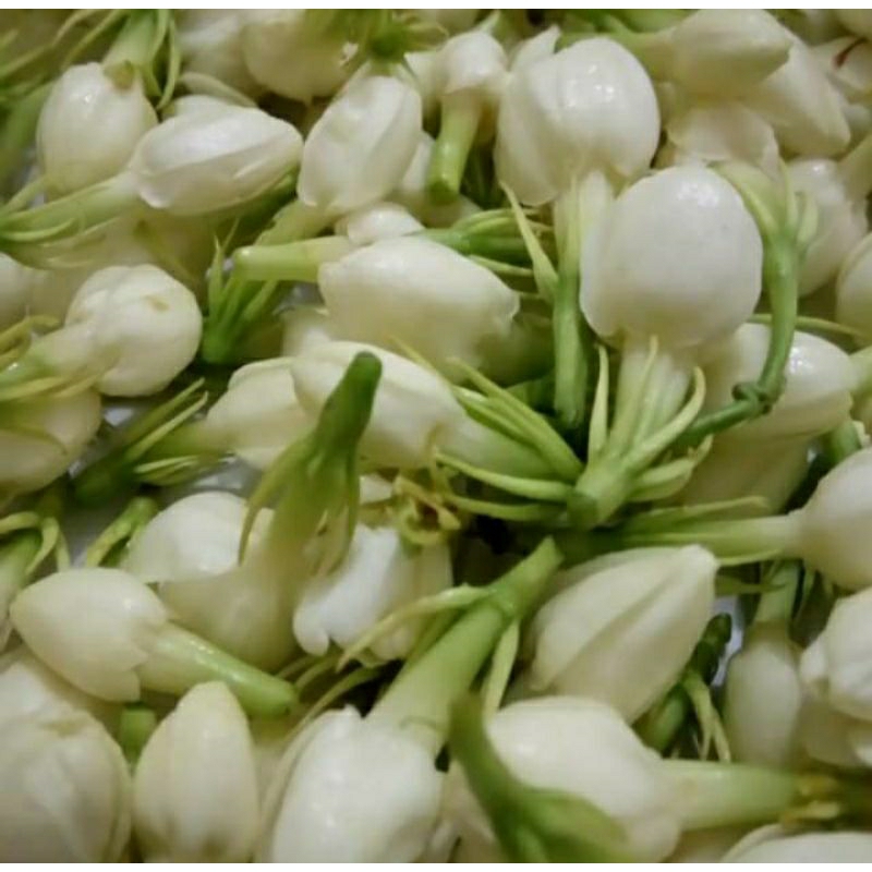 bunga melati asli segar/ kembang kantil asli segar /bunga 7 rupa segar/air mawar