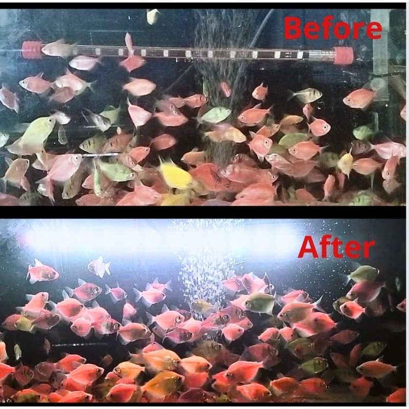 YMN / ROSSTON / KANDILA PRO RED VIEW ECO 200 Lampu Celup Led Tanning Aquarium Aquascape