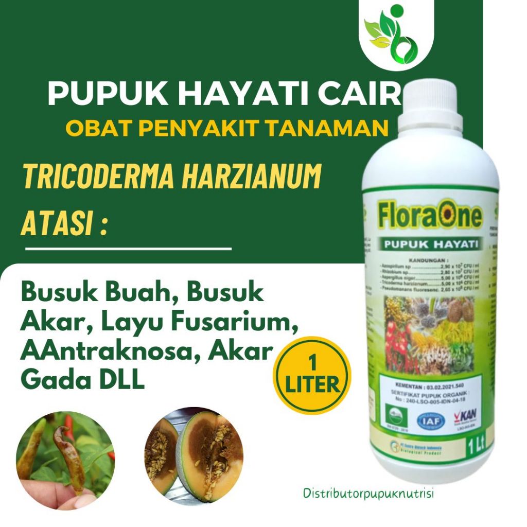 FLORAONE Pupuk Hayati Cair Untuk Jahe Emprit, Fungisida Hayati Cegah layufusarium tanaman cabe