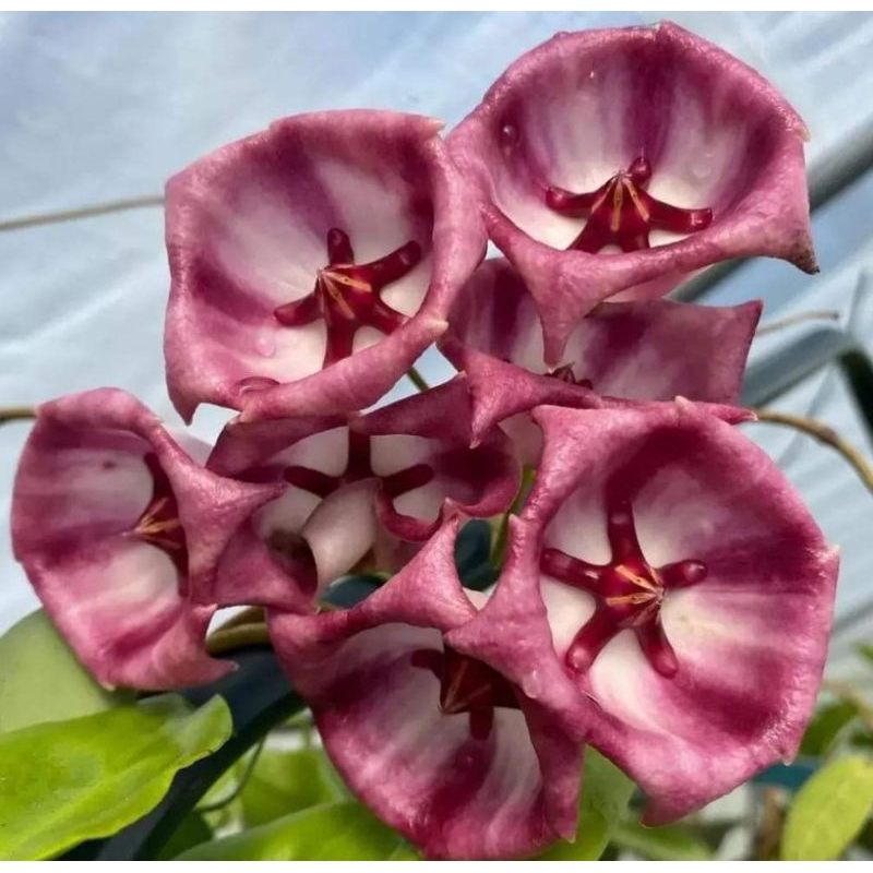 tanaman hias Hoya archboldiana sp papua