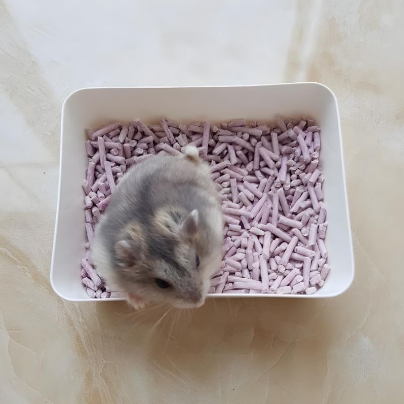 KOTAK PLASTIK MULTIFUNGSI TEMPAT MANDI &amp; MAKANAN HAMSTER