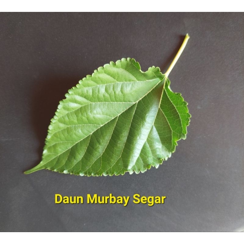 

Daun murbay segar per 50helai daun murbay