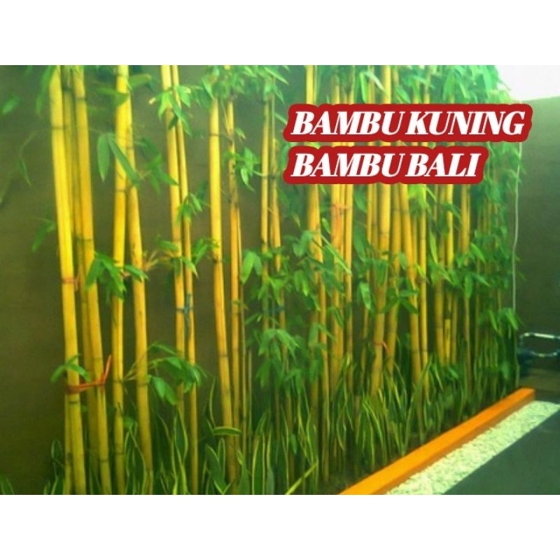 BAMBU KUNING BALI TINGGI 2 METER