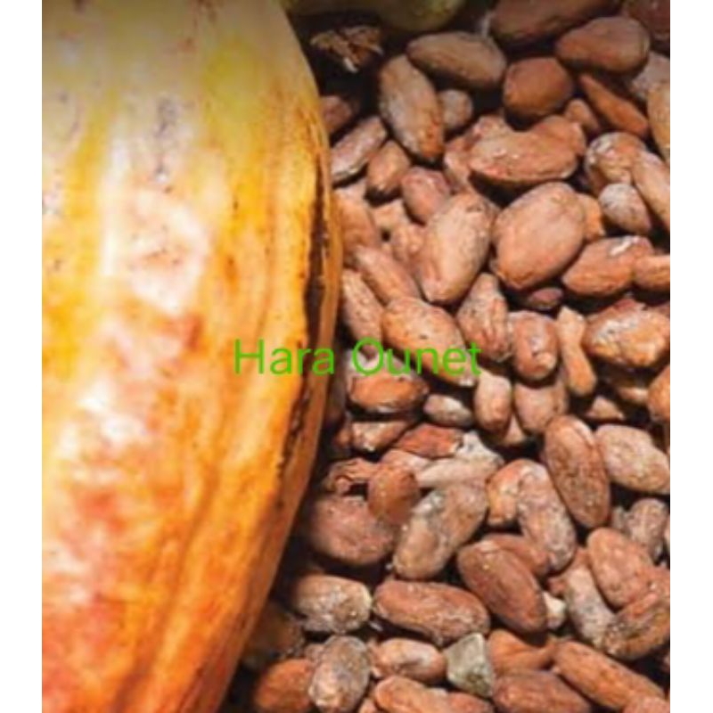 

Biji Kakao / coklat Kering dan bersih kemasan hemat