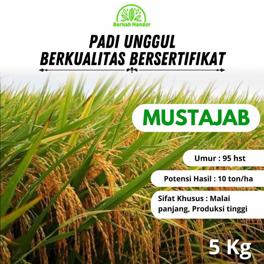 Benih Padi MUSTAJAB 5KG Varietas Padi Unggul Varietas Padi Sawah Umur Padi Sawah Varietas Unggul Bar