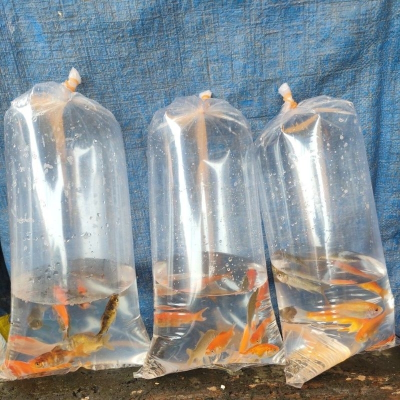 bibit ikan mas