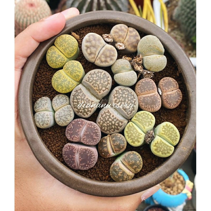 Lithops double head