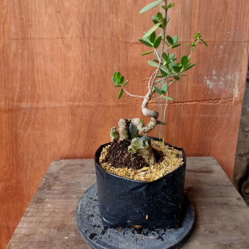 bonsai santigi di atas karang