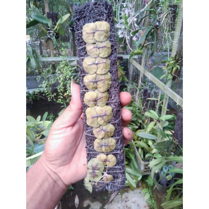 tanaman dischidia imbricata