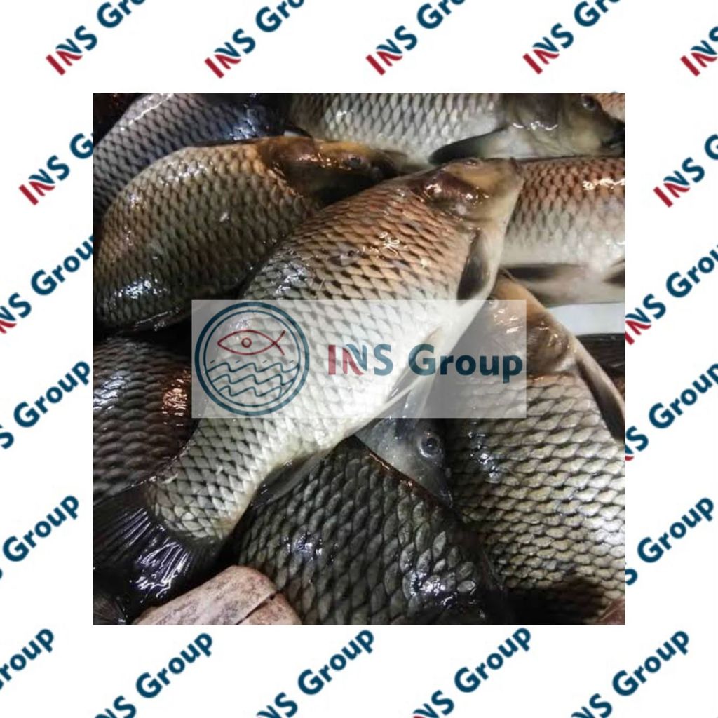 

Ikan mas / Ikan mas baru dan fresh