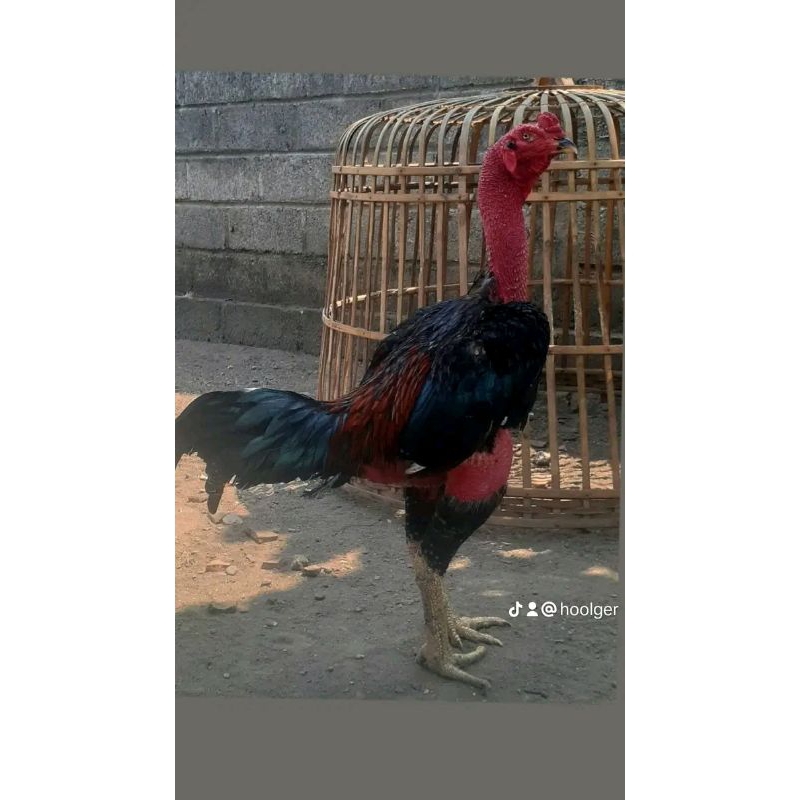 

3 BUTIR TELUR TETAS GANOI SUPER FERTILL