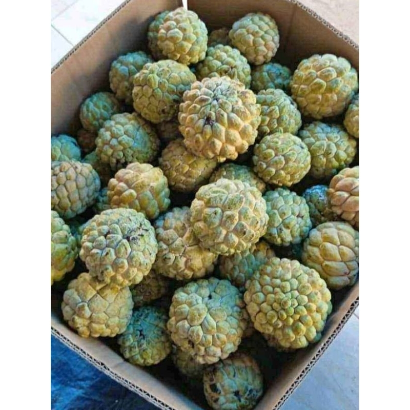 

SRIKAYA MADU 1KG/SRIKAYA MADU SUPER MANIS FRESH