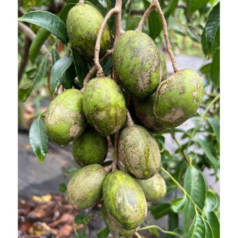 

KEDONDONG 1KG/BUAH KEDONDONG FRESH 1KG