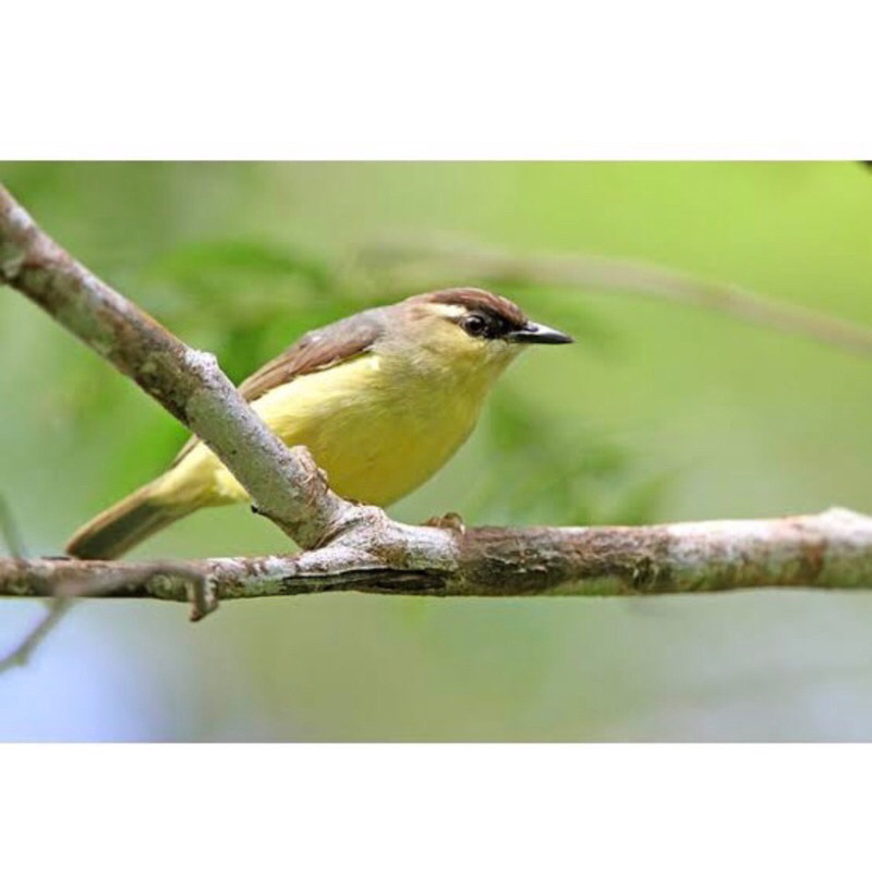 burung opyor JAMBUL  pilihan jantan mulus