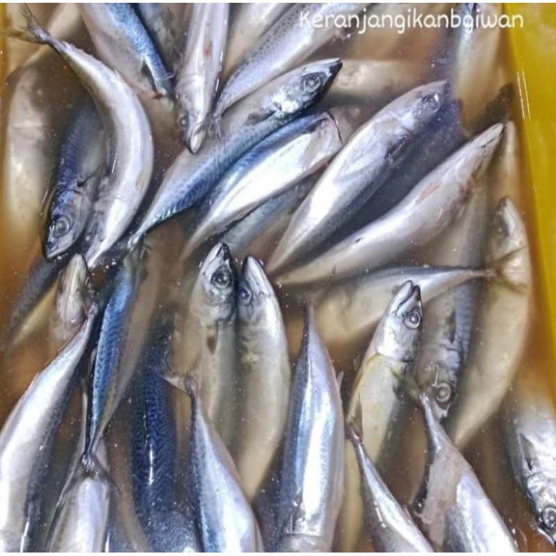 

Ikan salem segar isi 6/10 (bukan frozen) free dibersihkan gratis minyak goreng 1liter