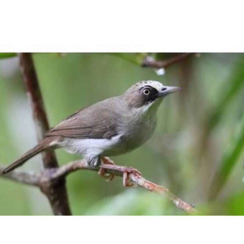 burung opyor paruh tebal pilihan jantan