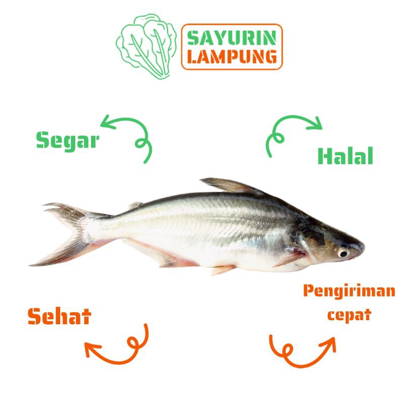 

ikan patin segar 1kg - SAYURin LAMPUNG