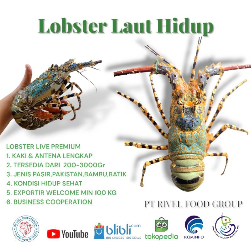 

Lobster Laut Hidup Ukuran 300 Up 1kg isi 3 Ekor