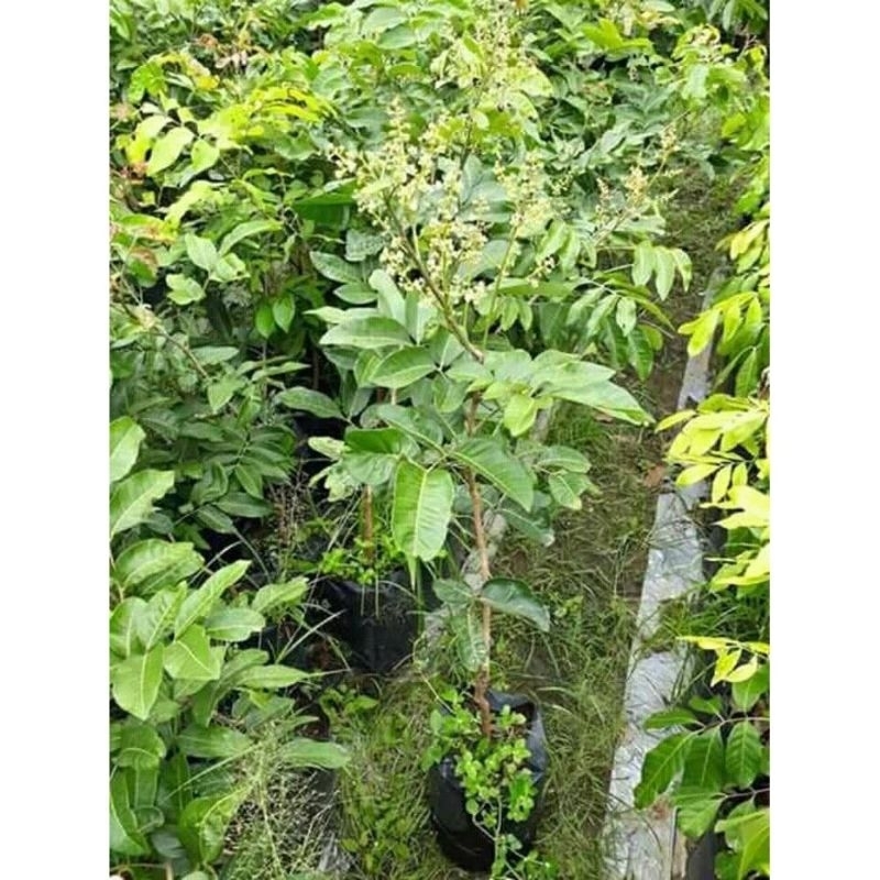 kelengkeng matalada berbunga tinggi 50cm