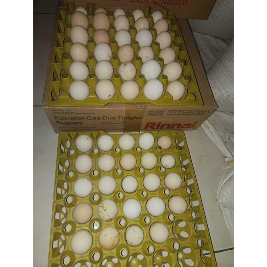 TELUR FERTIL AYAM ELBA