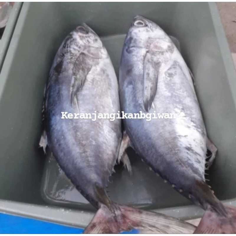 

Ikan tongkol abu2 segar 1kg isi 1/2 (bukan frozen) free dibersihkan gratis minyak goreng 1liter
