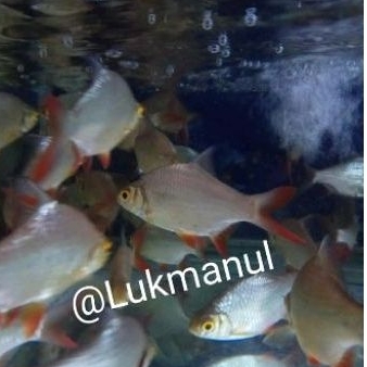 

Ikan kaviat hijau size M