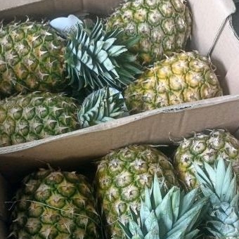 

nanas sunprise