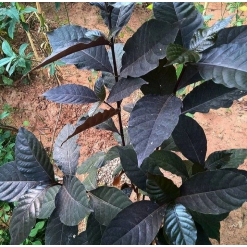 

Daun Puding Hitam Segar Netto 100 gram Original