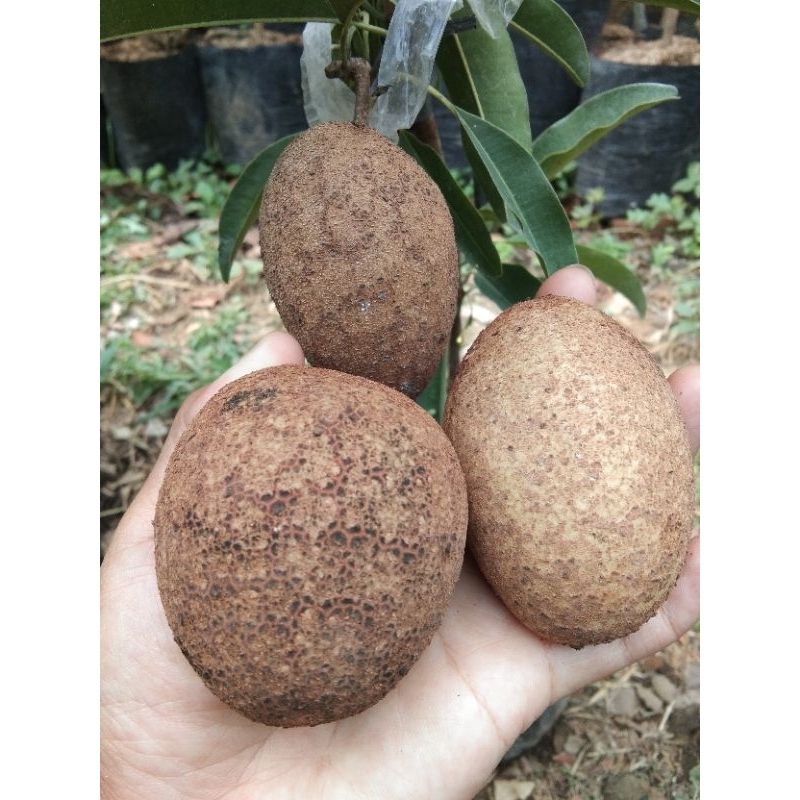 sawo jumbo cm19 cangkok susu