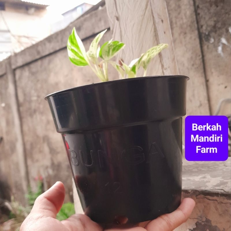 Pot Plastik - Pot Tanaman - Pot Kecil