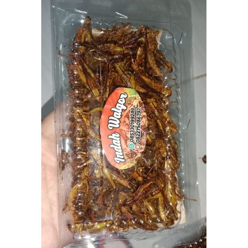 

walanggoreng,Walangkriyuk,Walangrenyah