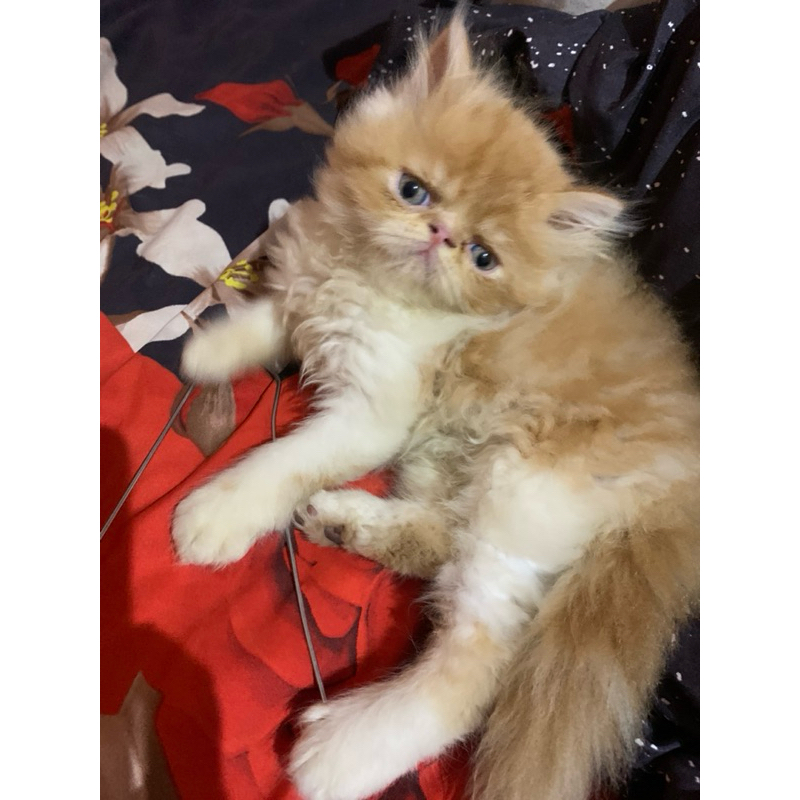 KITTEN PERSIA