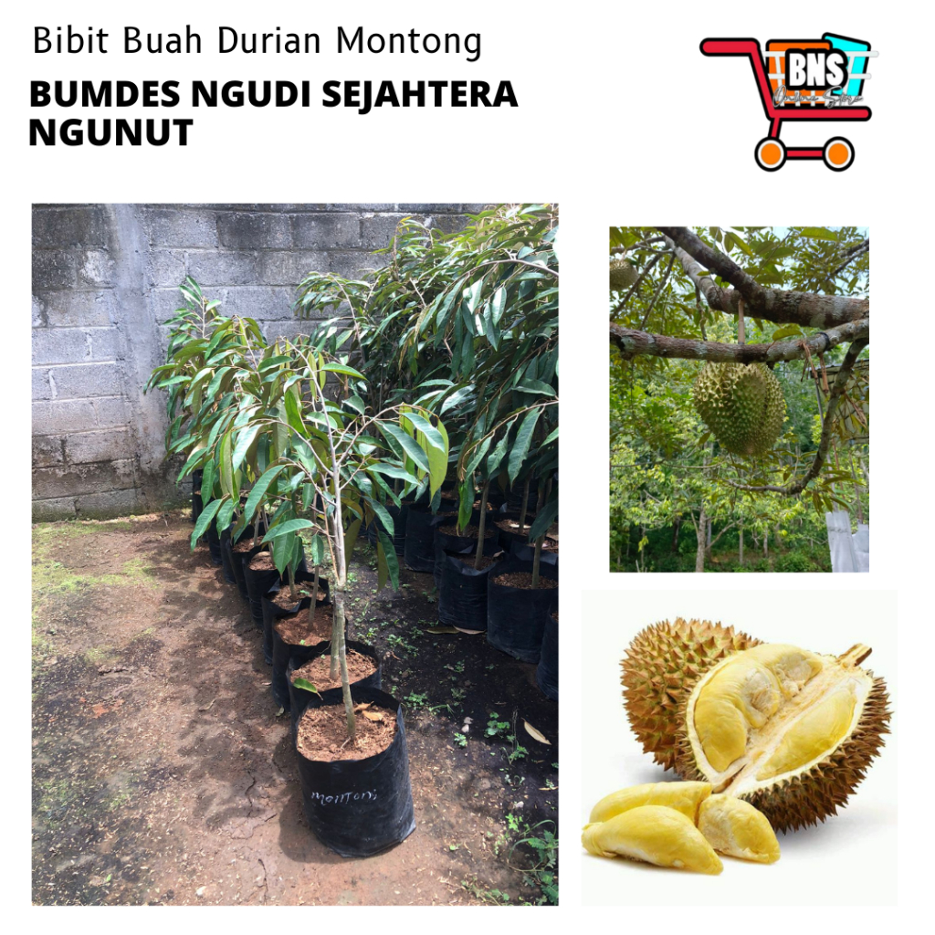 BIBIT DURIAN MONTONG/BIBIT BUAH DURIAN/BIBIT BUAH DURIAN BERKUALITAS