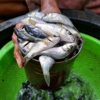 Bibit Ikan Mas Konsumsi 1 Liter