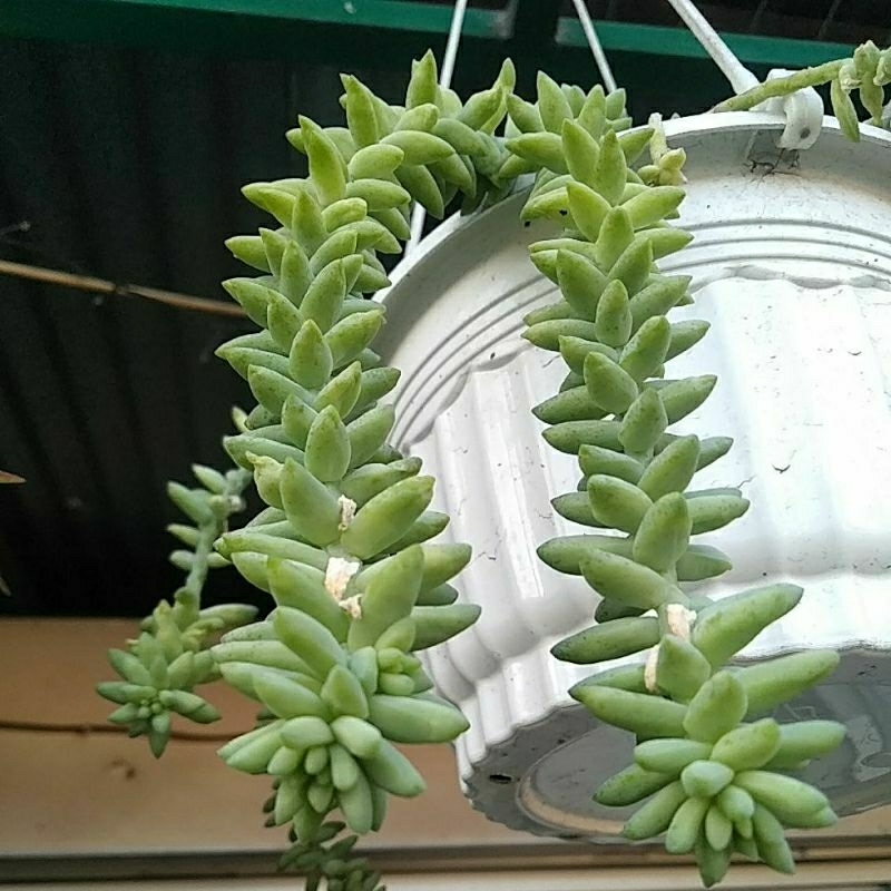 bibit tanaman hias gantung sukulen