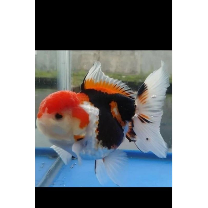 mas koki oranda tricolor oranda tricolor