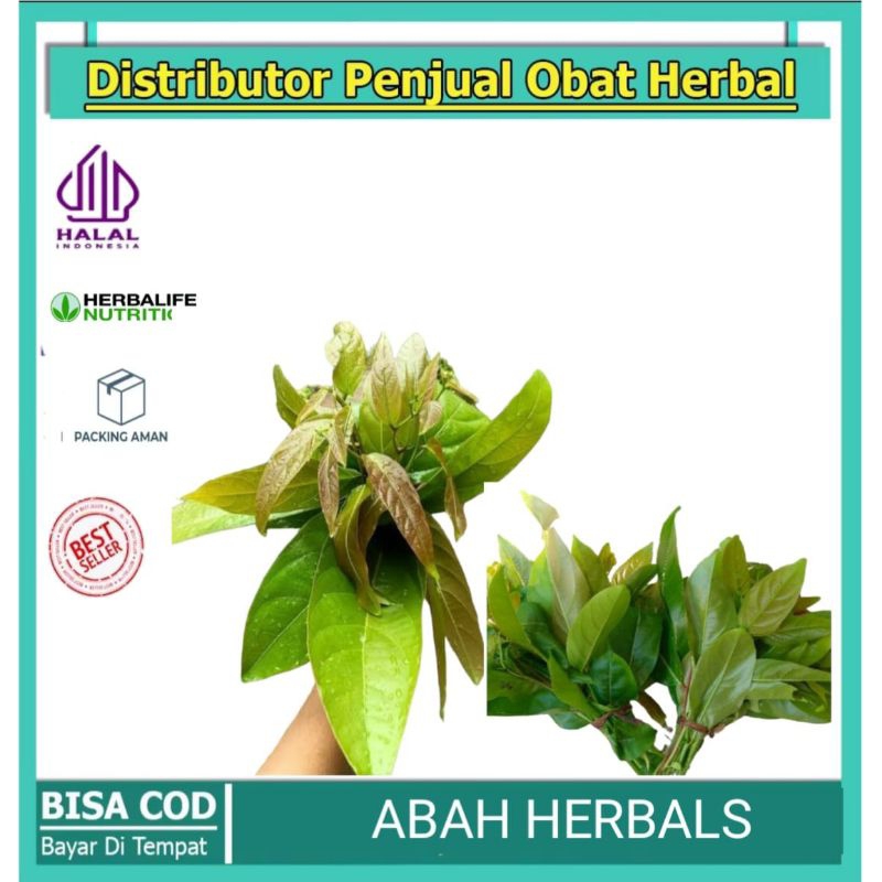 

Daun mareme segar 1 ikat