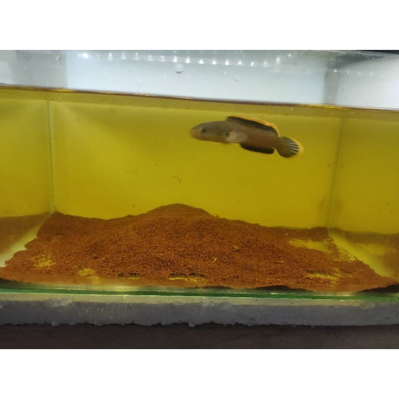 limbata WC 8-9cm calon beginner siap kontes