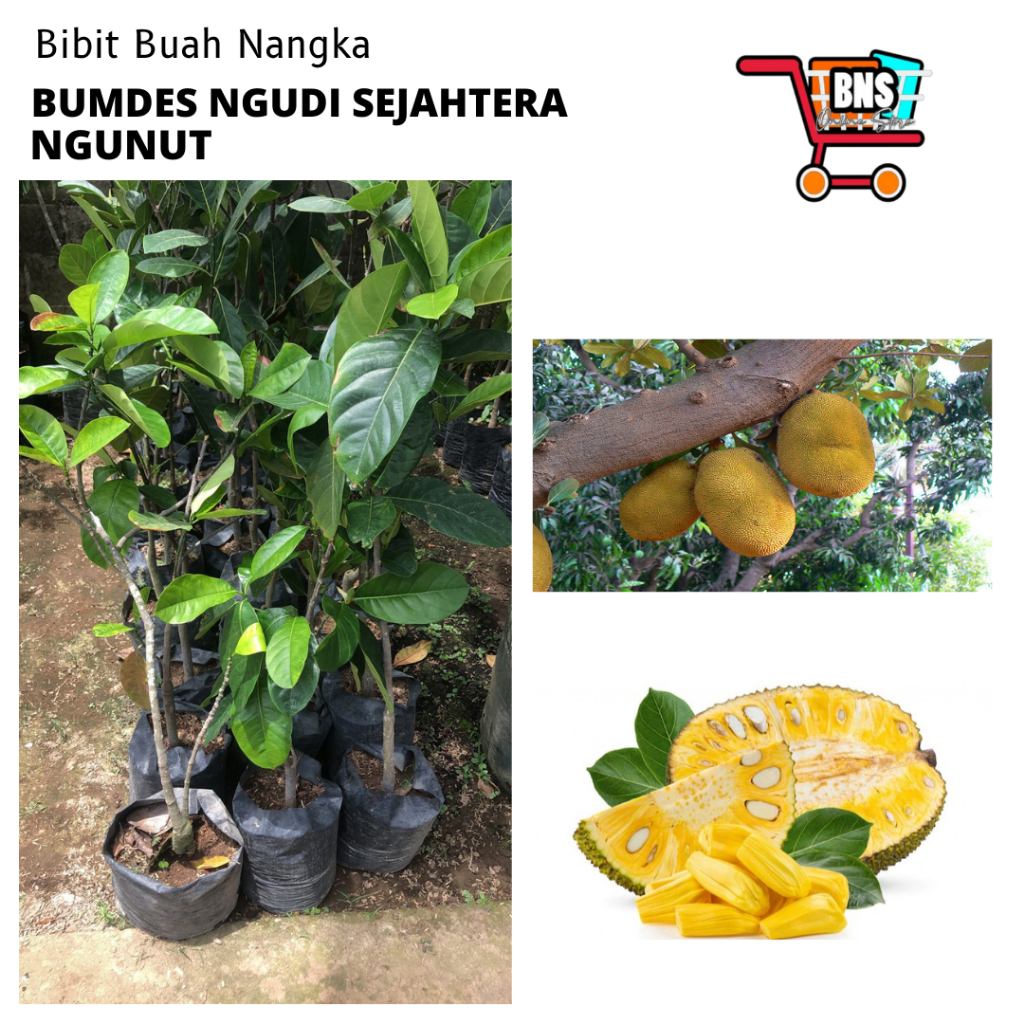 BIBIT NANGKA/BIBIT BUAH  NANGKA/BIBIT BUAH NANGKA BERKUALITAS
