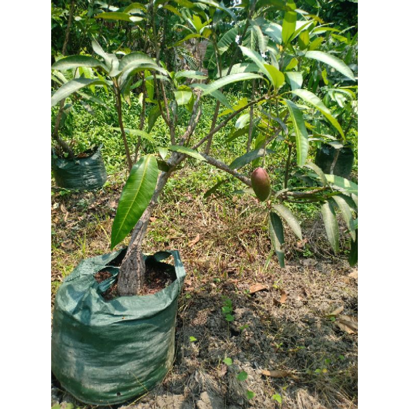 Bibit tabulampot mangga emperor cangkok susu berbuah