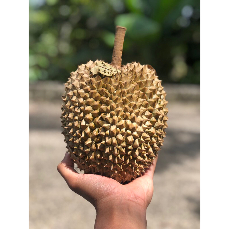 

Durian Local Premium “Manis Pahit”