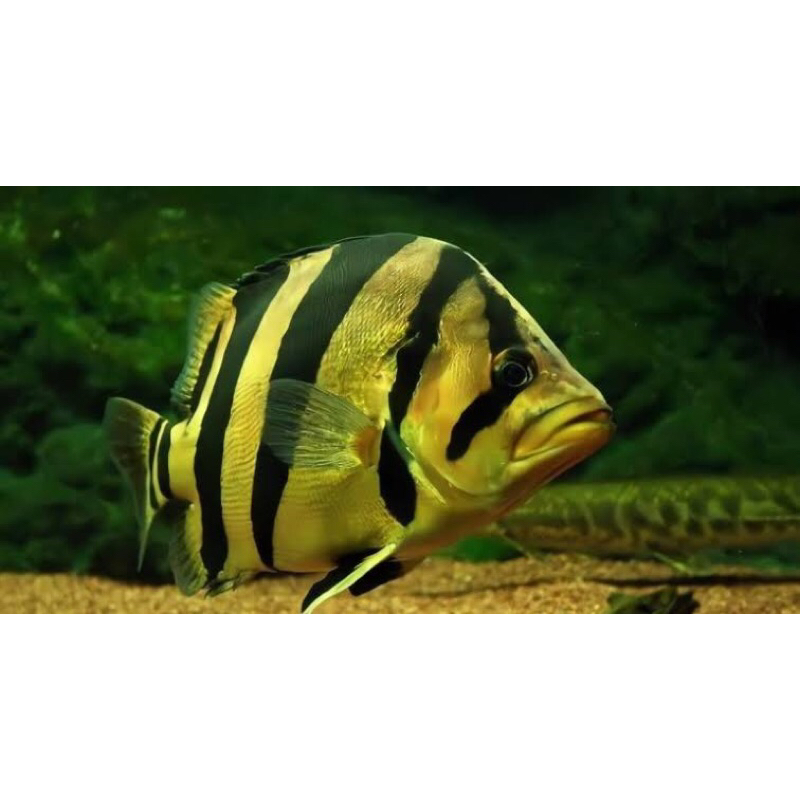 Replika Baby Datz Borneo / Hiasan Aquarium Baby Datz Borneo / Hiasan Datznoid