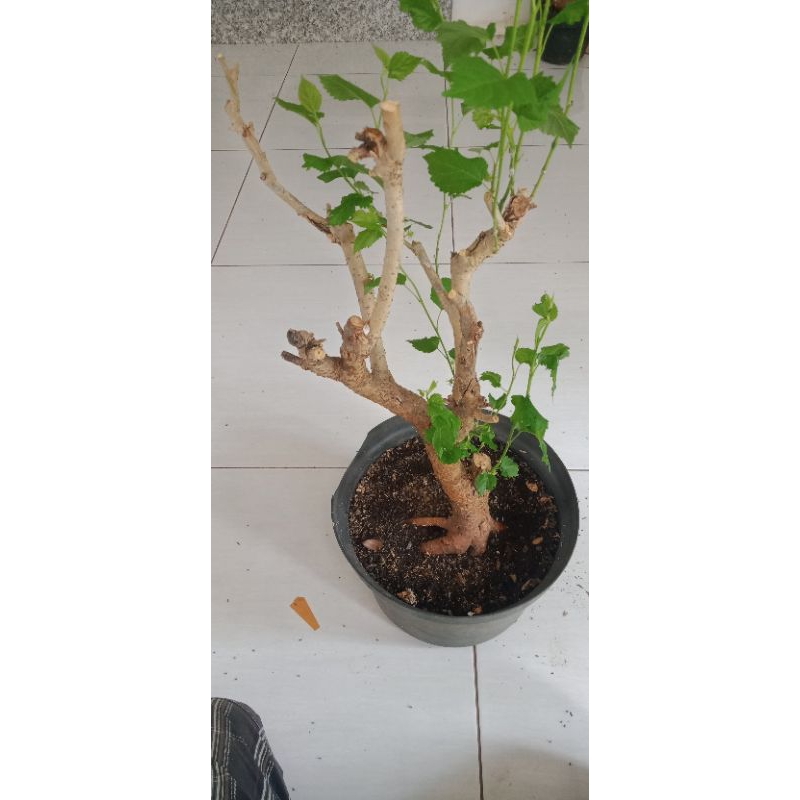 2 bonsai murbei berkarakter + bonus