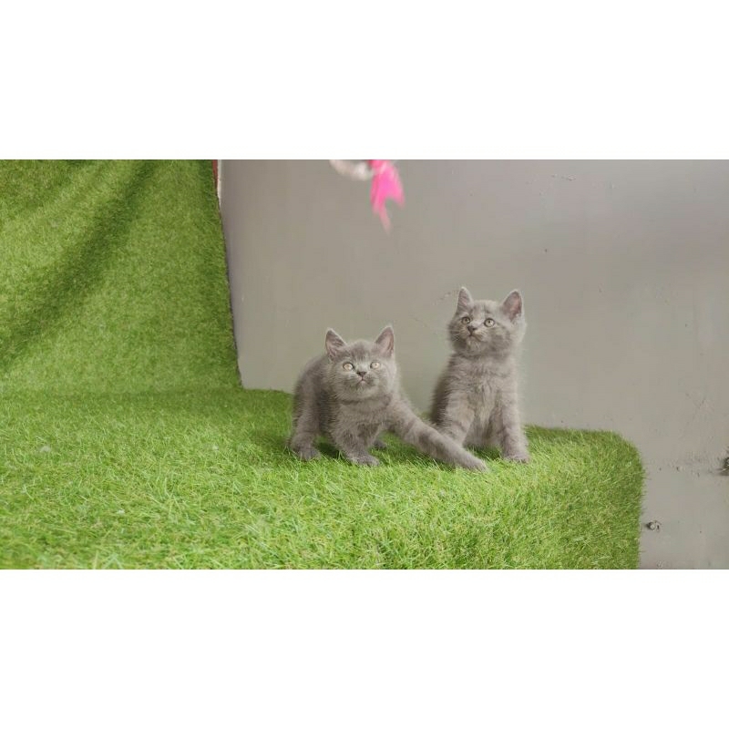 British Shorthair kitten jantan